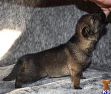 german shepherd puppy posted by Yosemite _Shepherds